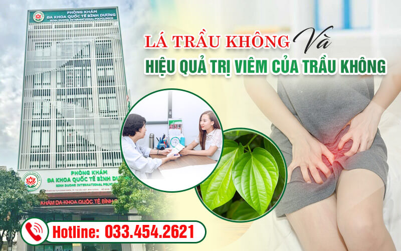 Hiệu quả chữa viêm của lá trầu không