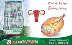 Buồng trứng và cấu tạo của nó