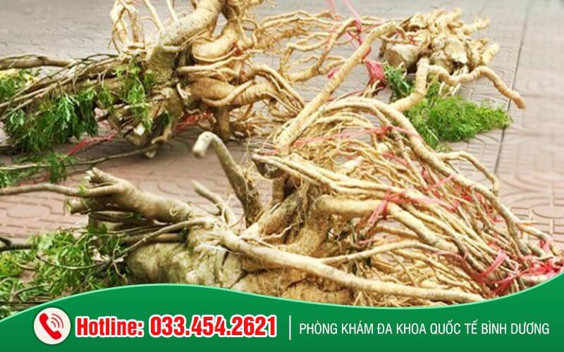 Rễ đinh lăng được cho là có hiệu quả cải thiện sinh lý nam giới